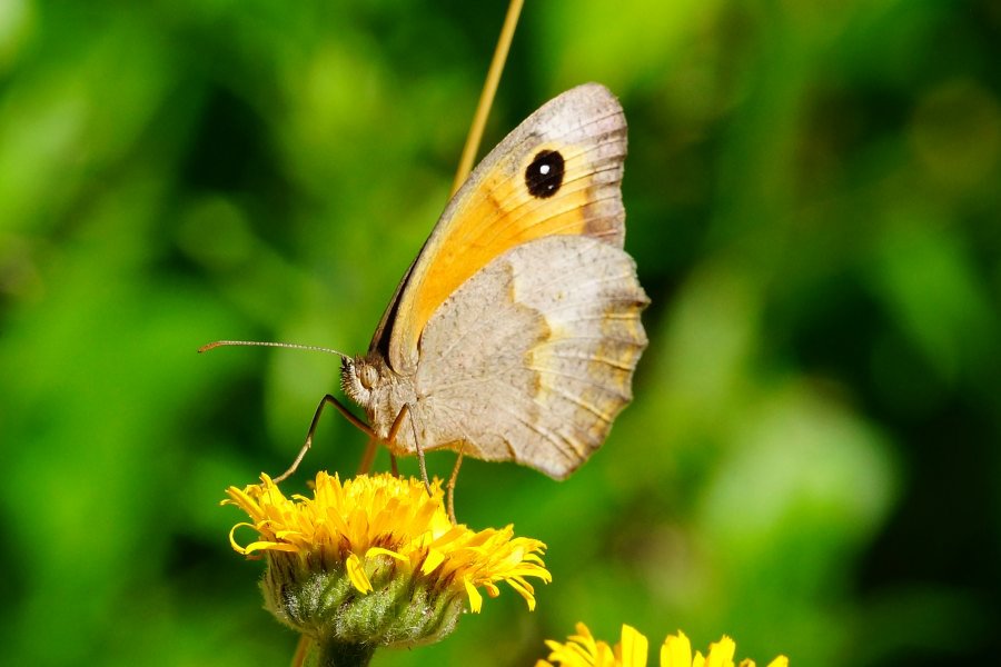 Farfalla da identificare 4